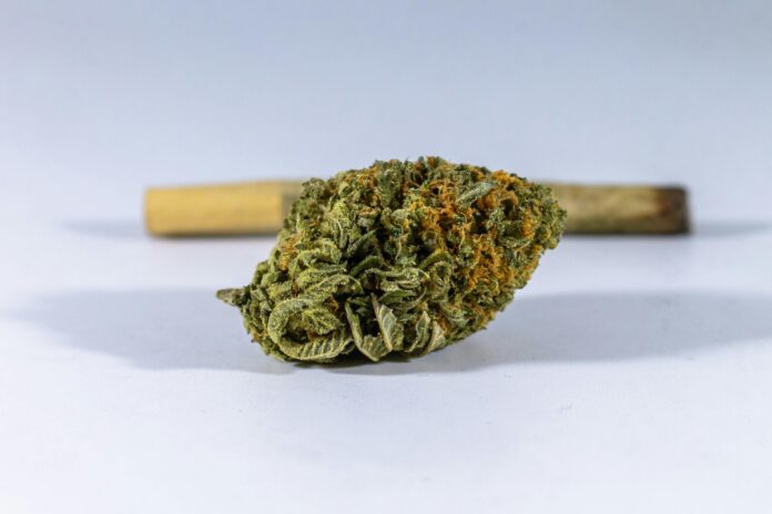 CBD Bud